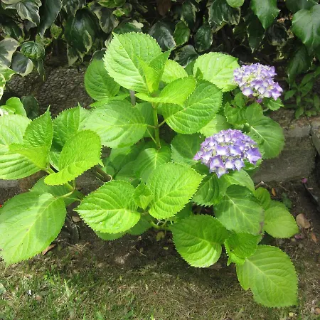 Filigrana Viana do Castelo