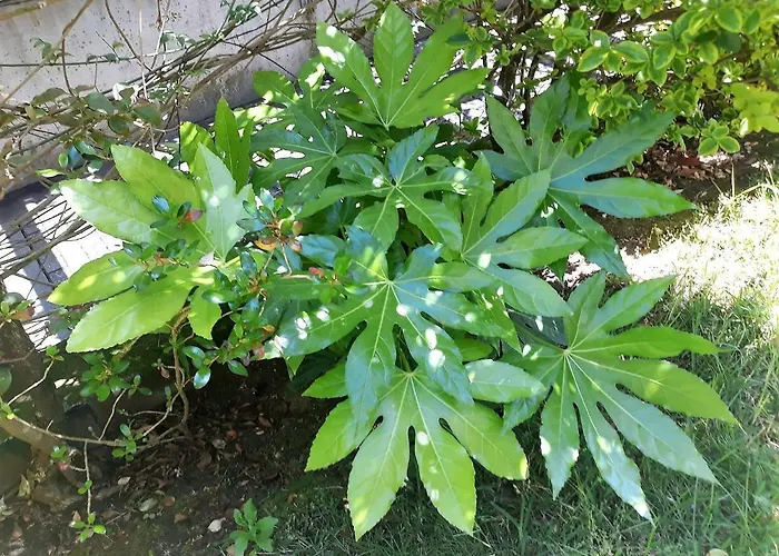 Filigrana بيت ضيافة