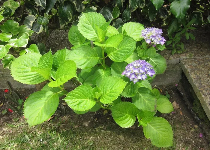 Filigrana فيانا دو كاستيلو