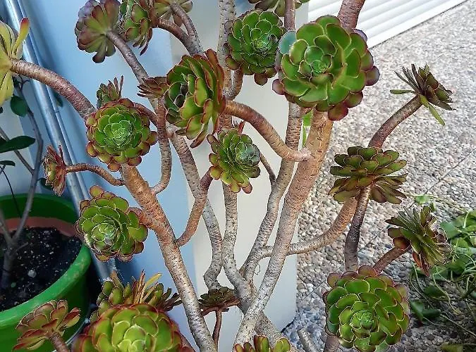 Filigrana فيانا دو كاستيلو