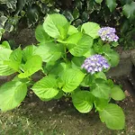 Filigrana ビアナドカステロ
