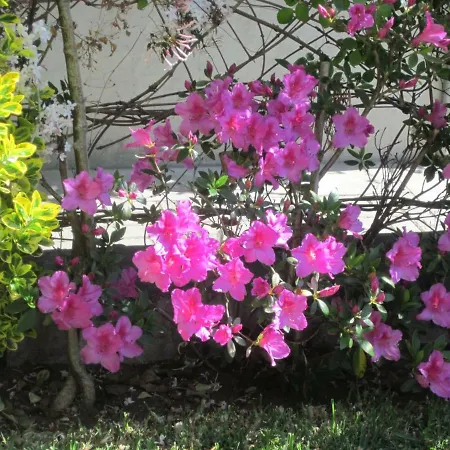 Filigrana Affittacamere *