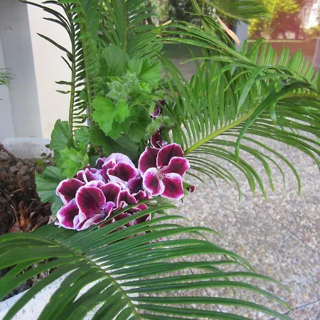 Filigrana * Viana do Castelo