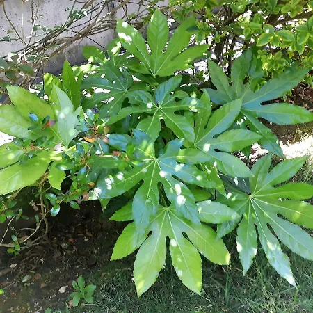 Filigrana Гостевой дом