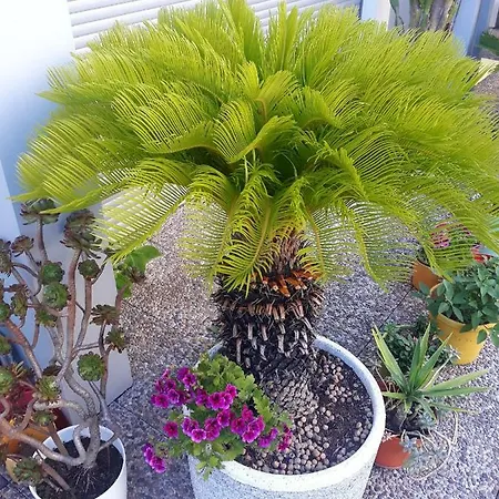 Casa de hóspedes Filigrana