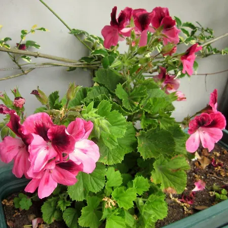 Affittacamere Filigrana Viana do Castelo