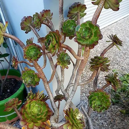 Filigrana Виана-ду-Каштелу