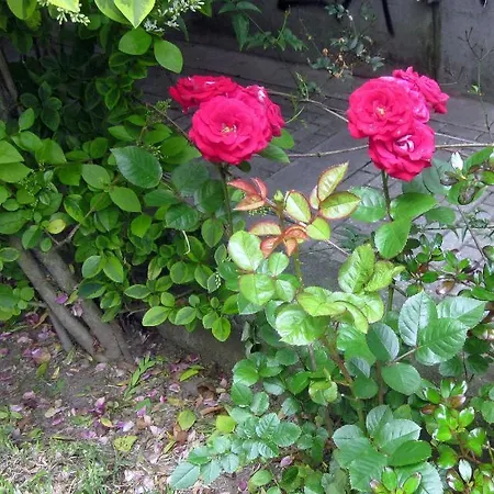 Filigrana Гостевой дом