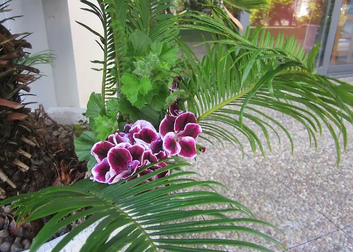 Filigrana * Viana do Castelo