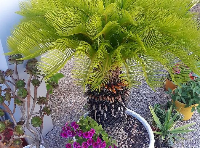 Πανσιόν Filigrana