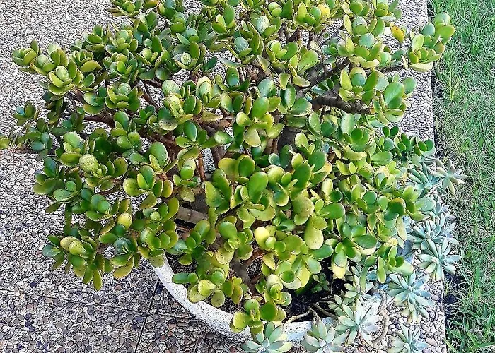 Filigrana Πανσιόν