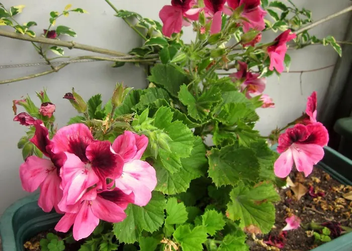 Πανσιόν Filigrana Βιάνα ντο Καστέλο