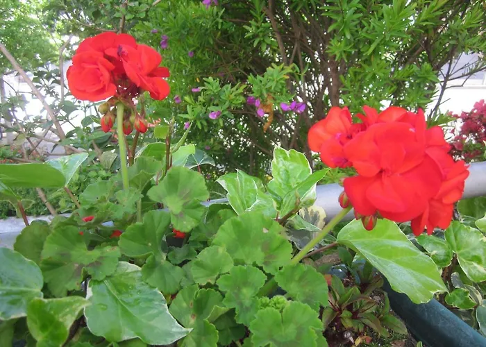 Filigrana Πανσιόν